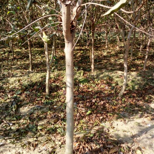 泰安甜石榴树苗 自家种植石榴树，质量有保障，童叟不欺，看价格不看质量的勿扰
