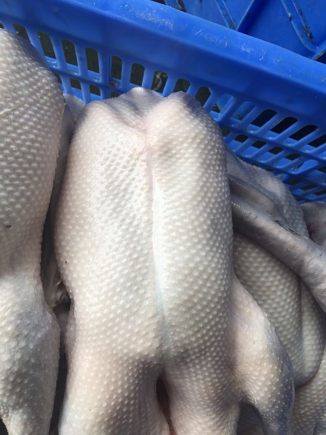 白条鸭 2～4斤光鸭大量供应