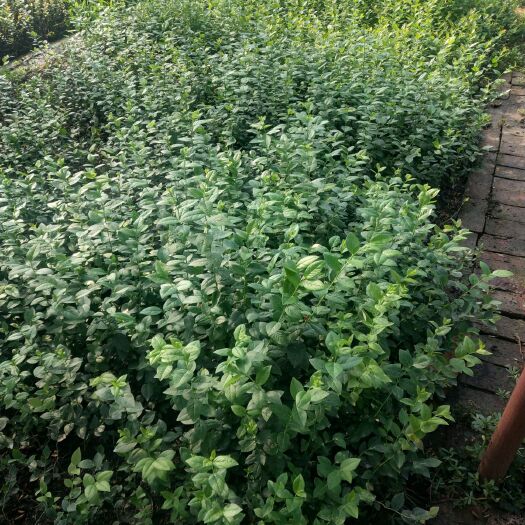 公主岭市蓝丰蓝莓苗 蓝丰，瑞卡