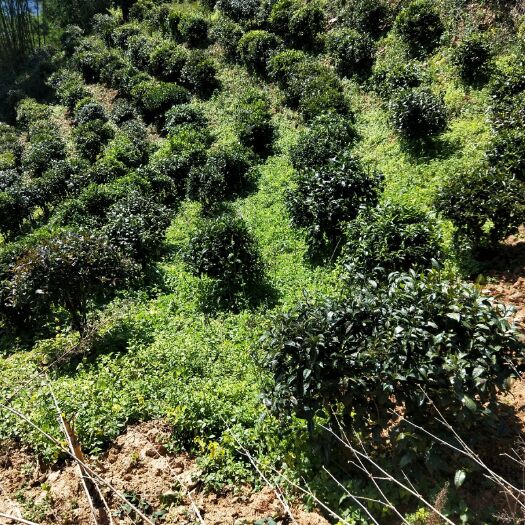 景谷县 普洱茶，生态茶，农家纯手工制作，绿色无污染。