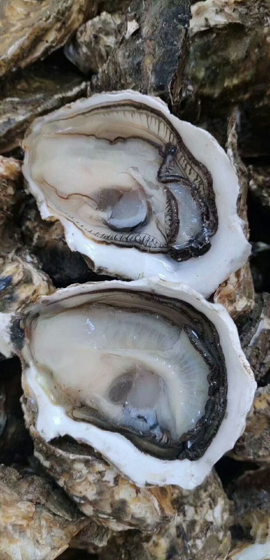  牡蛎肉汫洲生蚝肉，可根据客户需求而定重量。日产量按吨计
