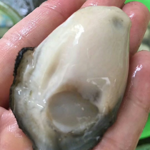  牡蛎肉汫洲生蚝肉，可根据客户需求而定重量。日产量按吨计