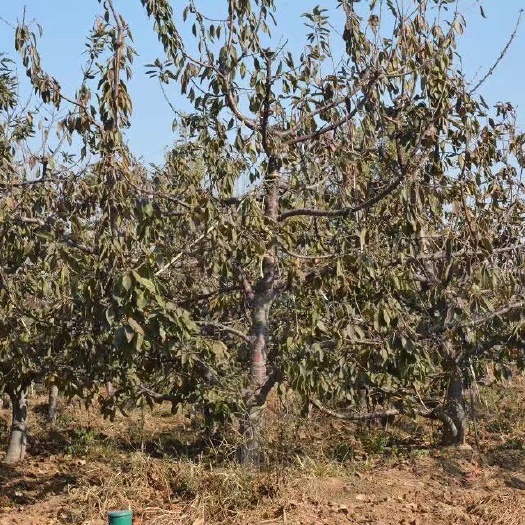 冠县吉塞拉樱桃苗 供应7-15公分的大樱桃树苗，品种有美早，红灯，早大果，萨米