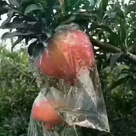 西安 临潼甜石榴熟了，自产自销，随时有货，诚信弟一