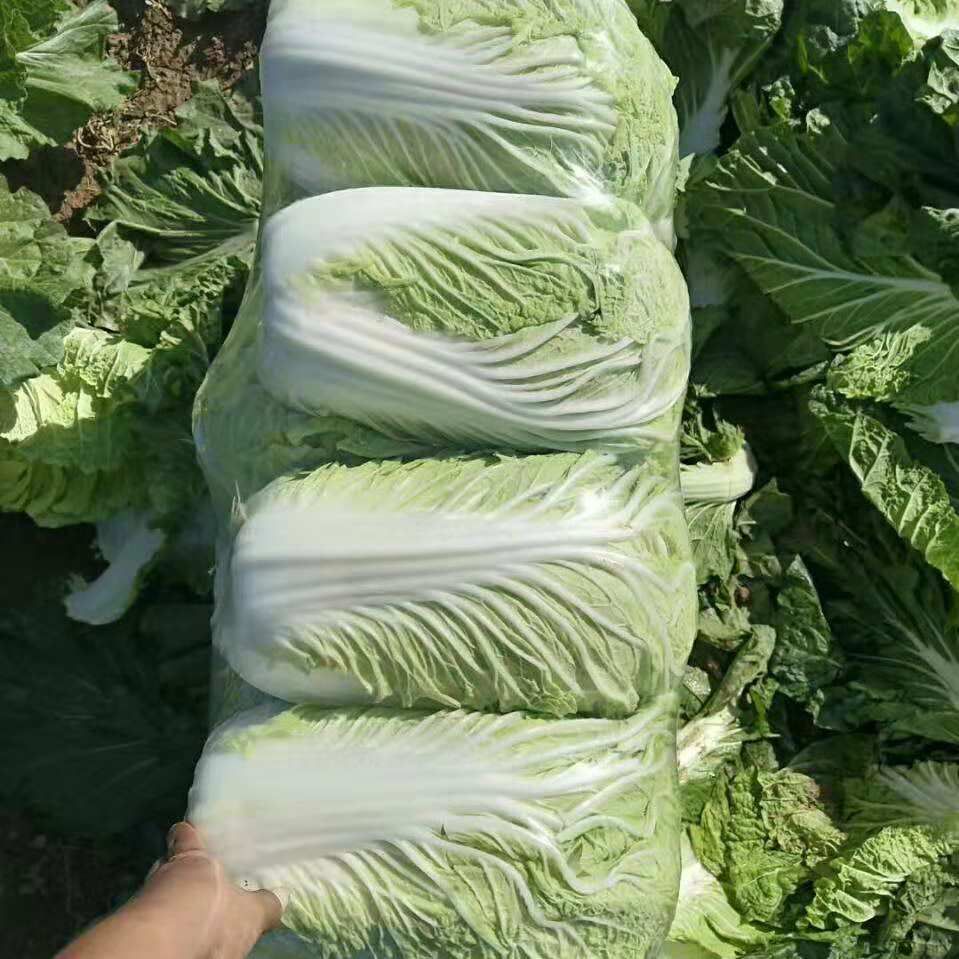 青雜三號白菜 產地直銷，量大優(yōu)先