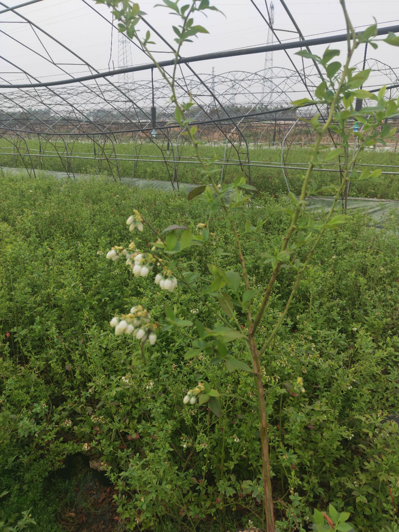  蓝莓苗基地 薄雾 莱克西 杜克蓝莓苗价格