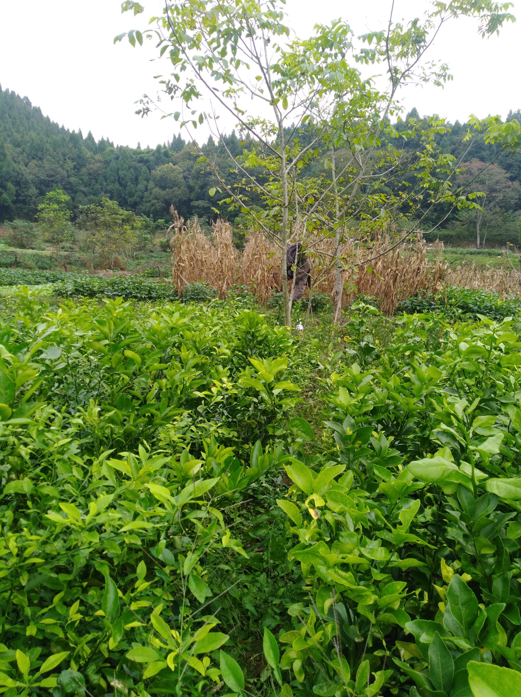 柠檬不知火苗，晚熟品种，四月中旬上市。脆甜，宜储存，宜运输