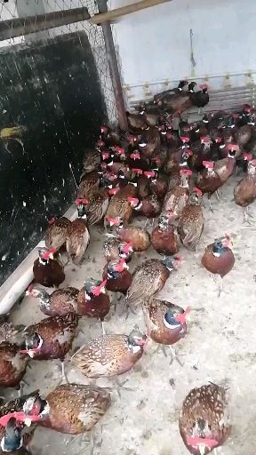 重庆市 出售青脚麻鸡鸡苗，芦花鸡苗，红玉鸡苗等
