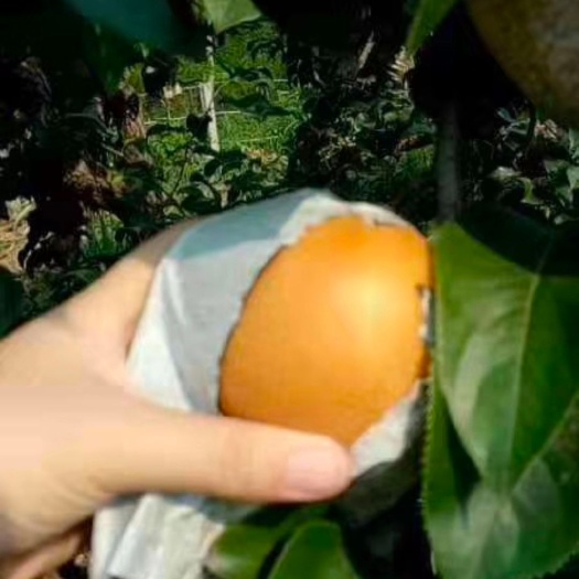 阳信县水晶梨 90mm以上 450-500g