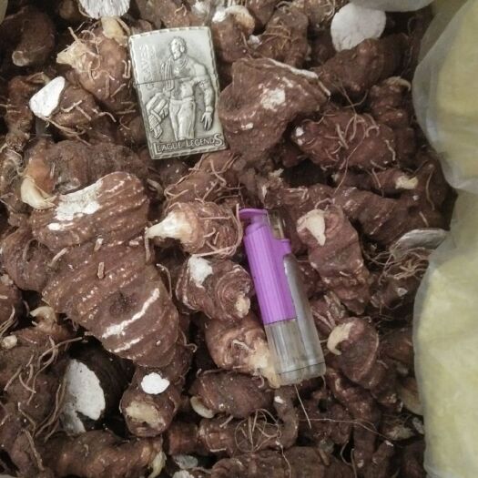 石棉县 重楼种子已接近尾声，干货大量上市，有看上的老板请联系