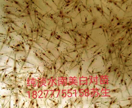 钦州 真正纯淡水白虾苗 日供500万以上 提供技术指导