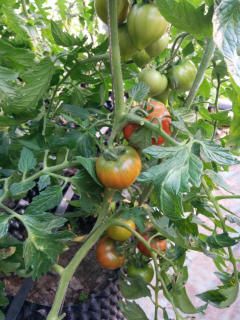 盐碱地西红柿 盘锦特产碱地柿子，自然成熟。