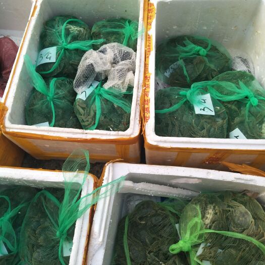 深圳 江苏兴化大闸蟹