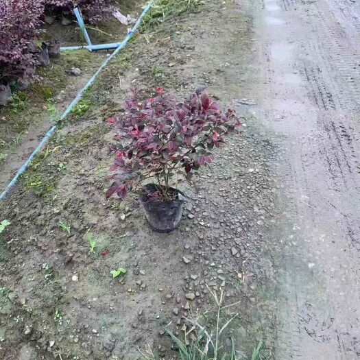 成都黑珍珠红继木 杯苗10－16号杯 价格不等 几百万杯苗出售
