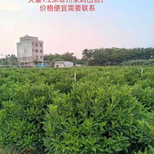 普宁市 非洲茉莉1米球型