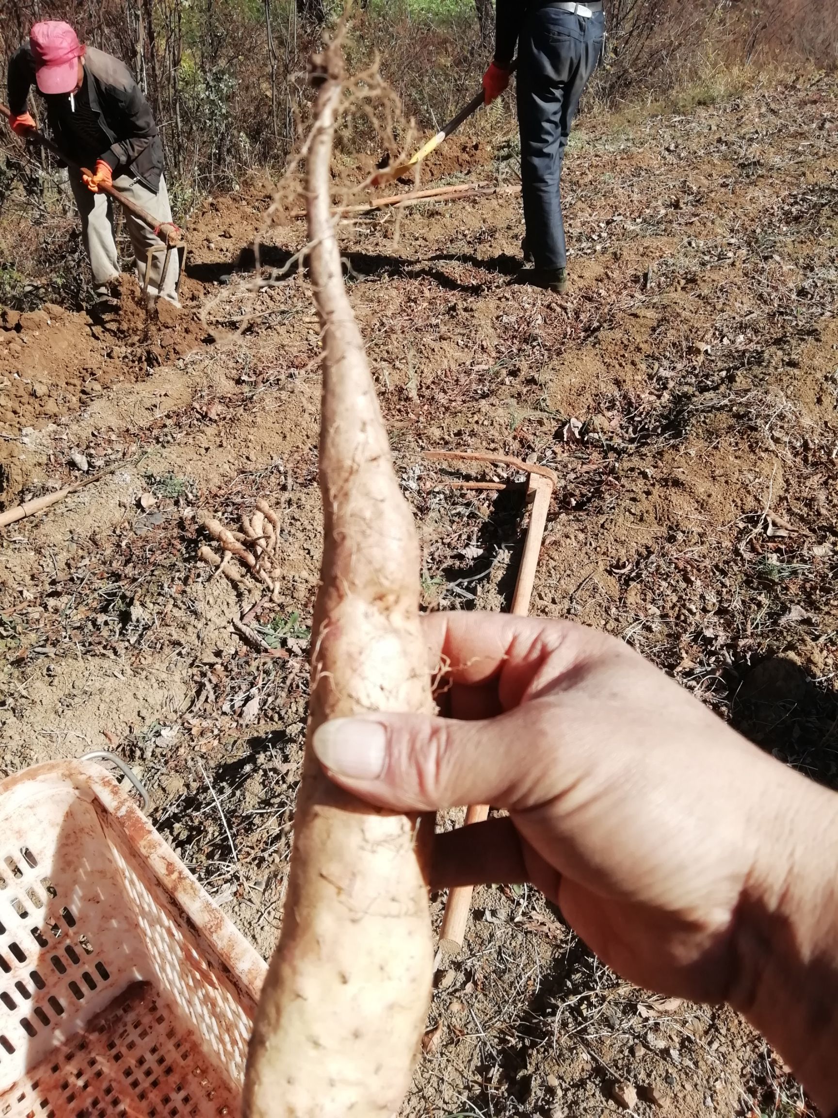  牛尾山药原种苗