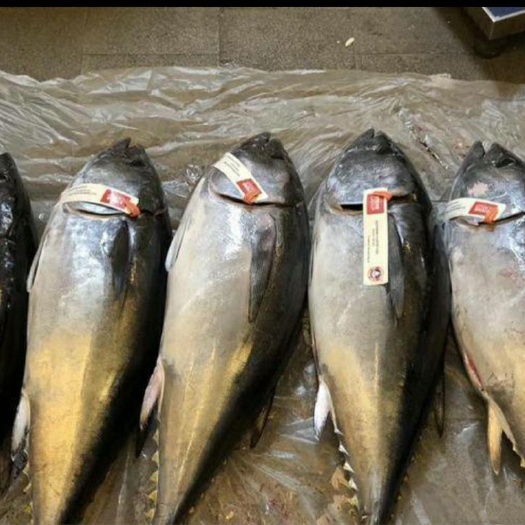 深圳 澳洲蓝鳍金枪鱼