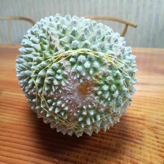 厦门 马拉西亚D197榴莲