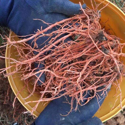 蒙自市红根野蚕豆种子 名贵中药