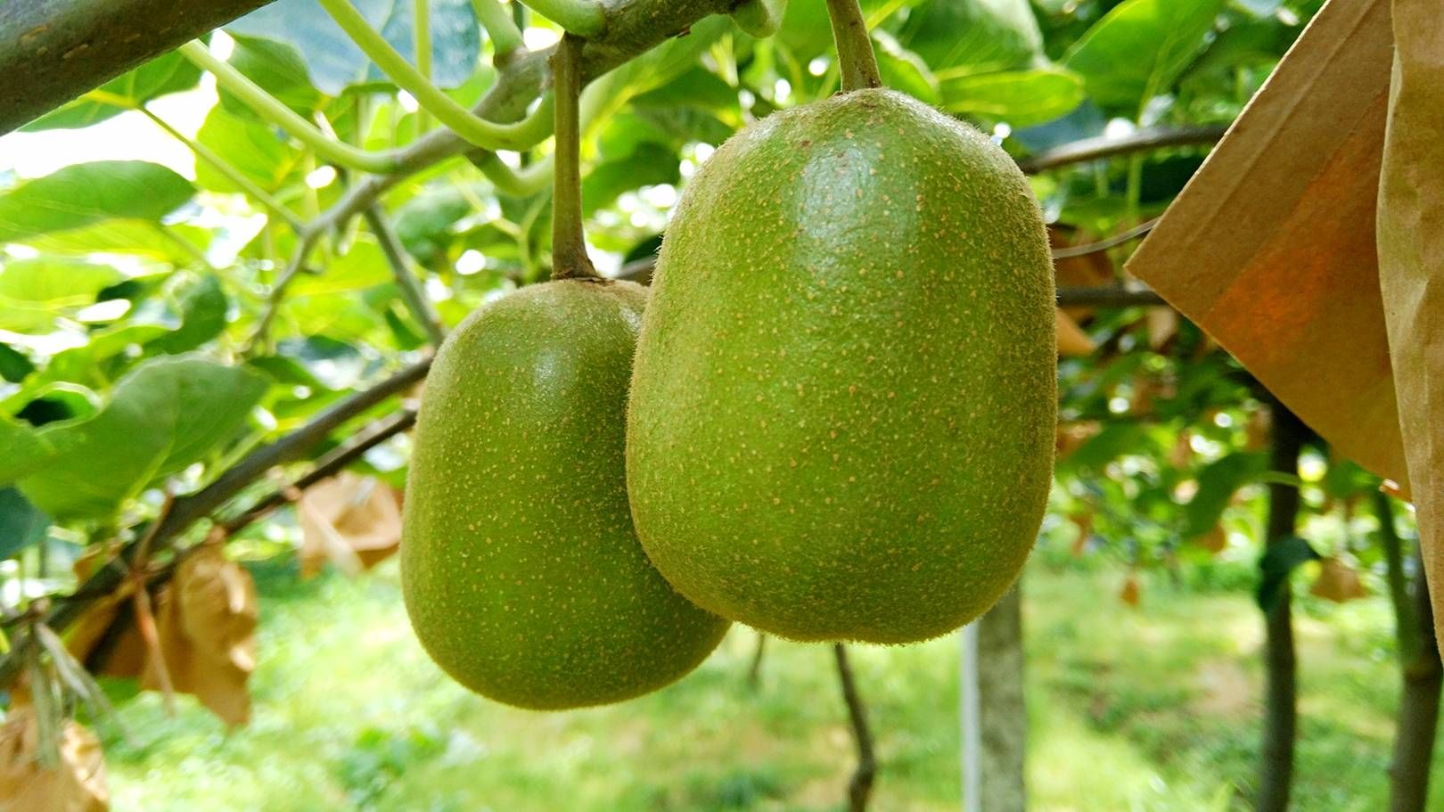  蒲江红心猕猴桃+彩箱包装+坏果包赔