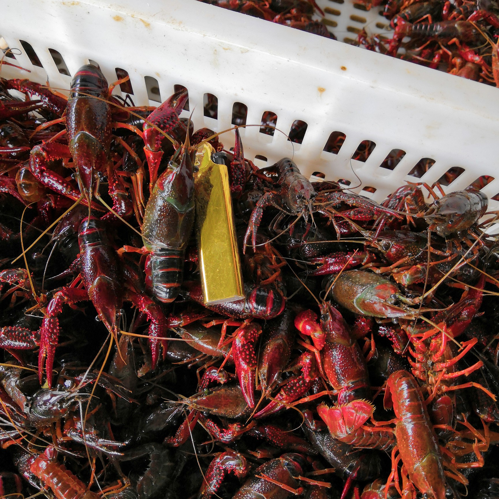 龙虾苗  真正大湖小种，种虾