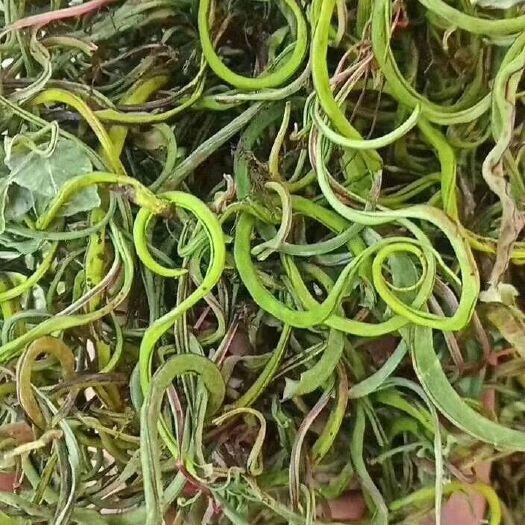 昆明化石草老挝产地货，轻松化石，