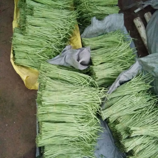 宿迁青藜蒿 精品芦蒿已经上市，有需要的朋友联系