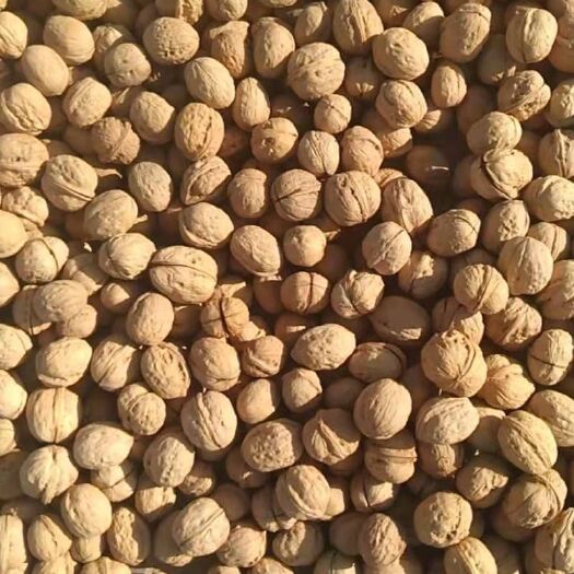洛浦县 核桃薄皮核桃