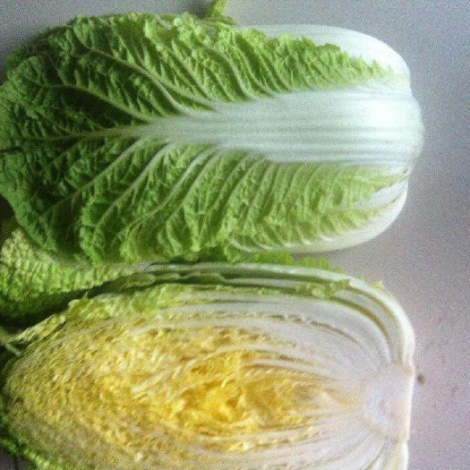 黃心大白菜  優(yōu)質白菜，產地直銷，大量供應