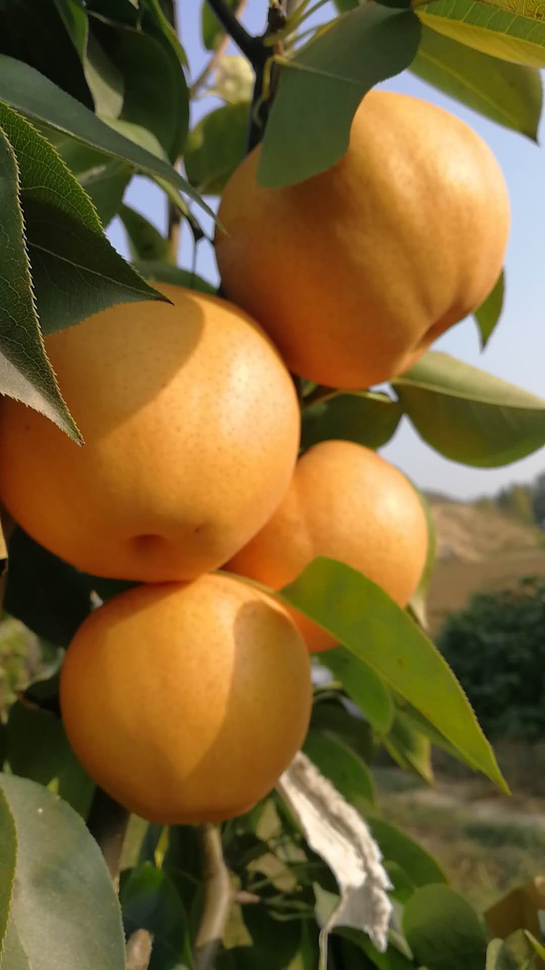  晚秋黄梨生长周期长，耐储存。肉质细腻，口感酥脆甜度适中。