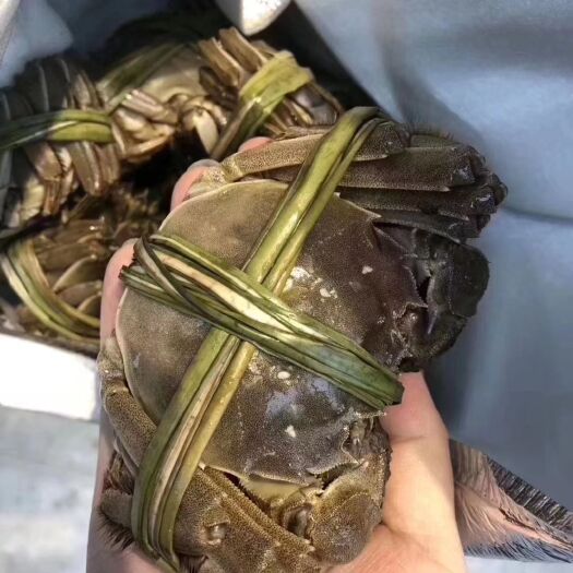 南京 固城湖精品大闸蟹