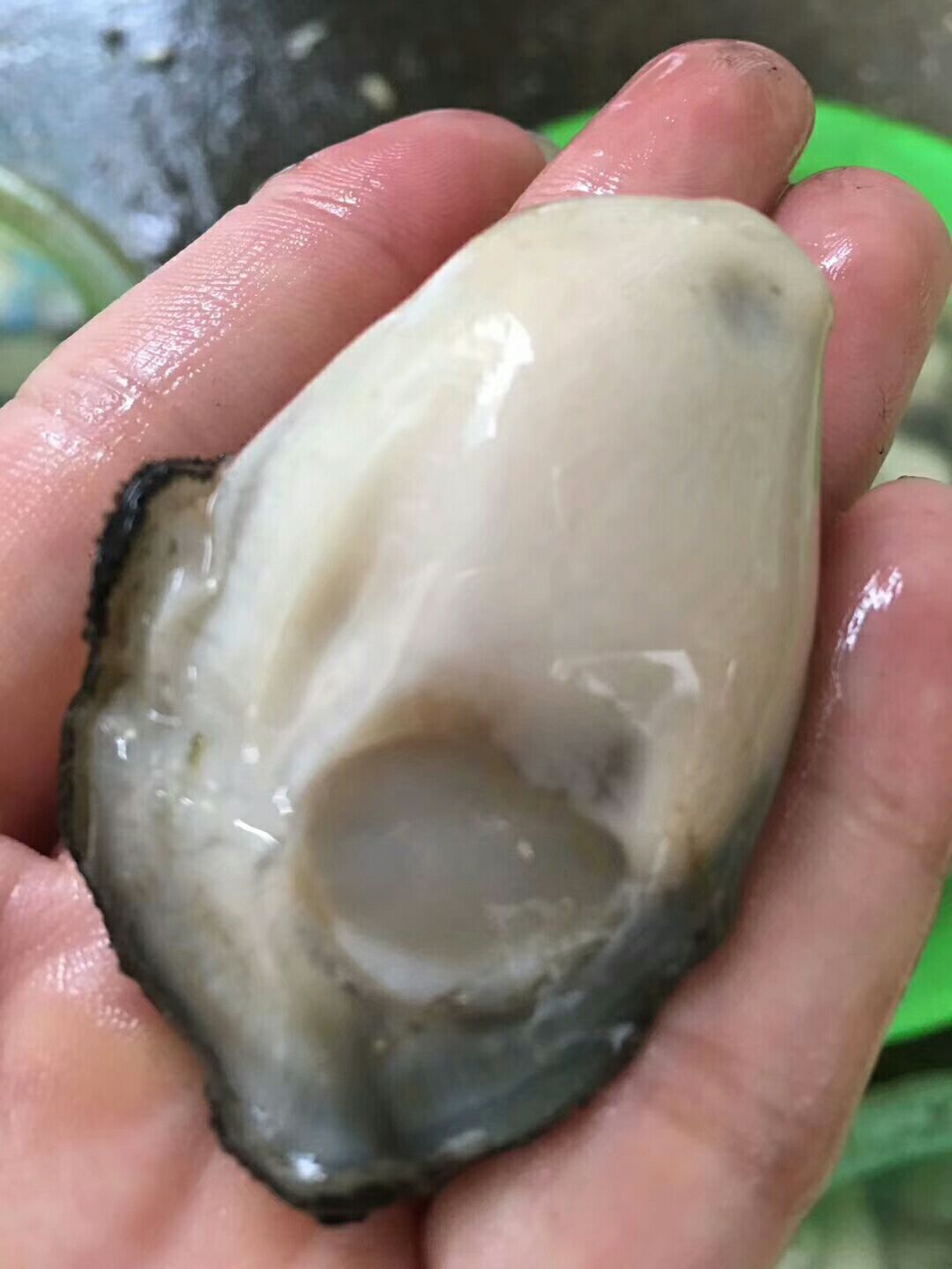  牡蛎肉汫洲生蚝肉，可根据客户需求而定重量。日产量按吨计