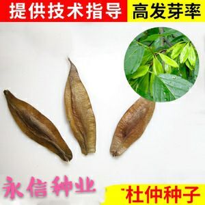 沭阳县当年新采药材种子  杜仲种子 中药材种子