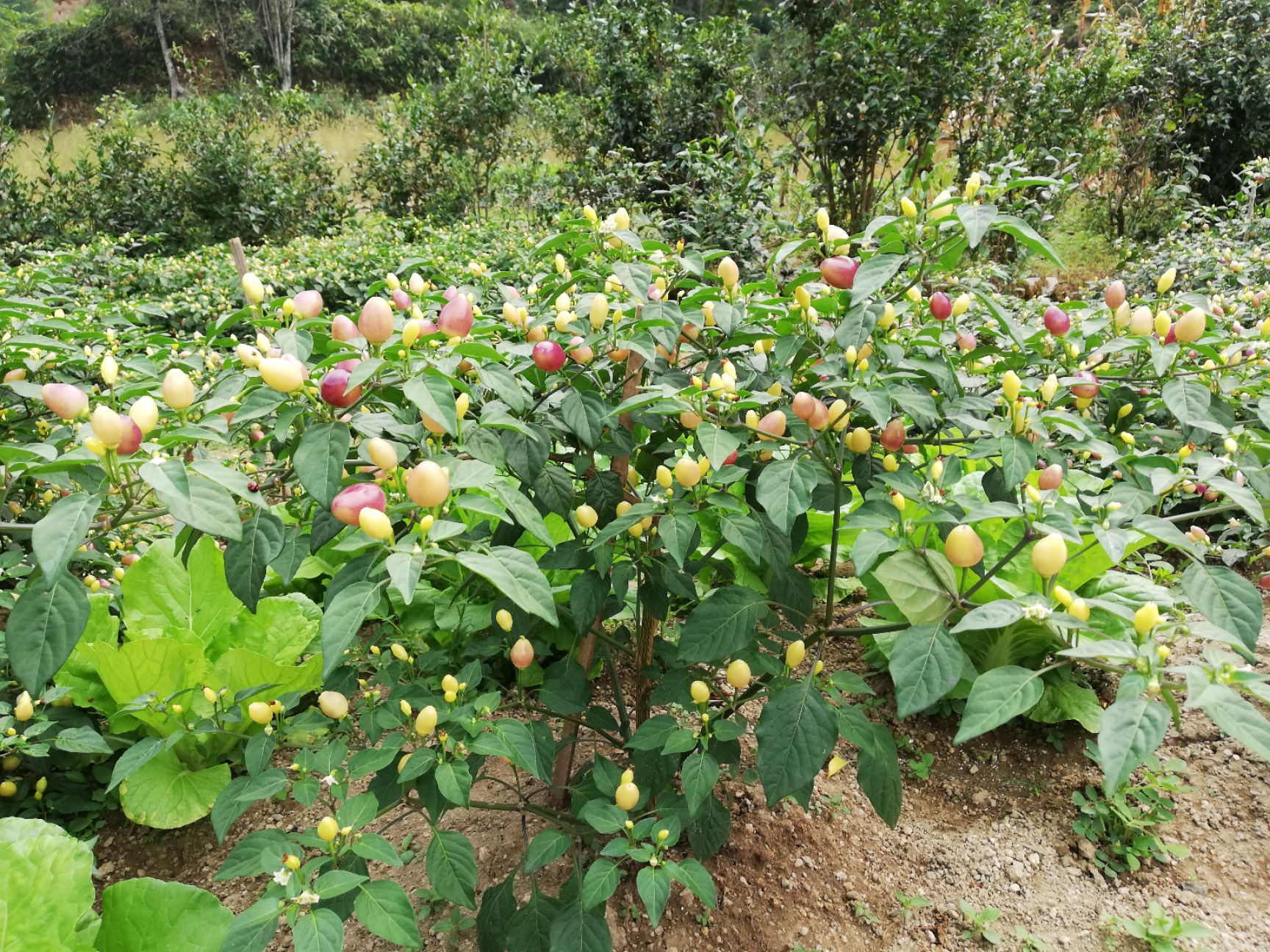 彩椒  七七彩泡椒五