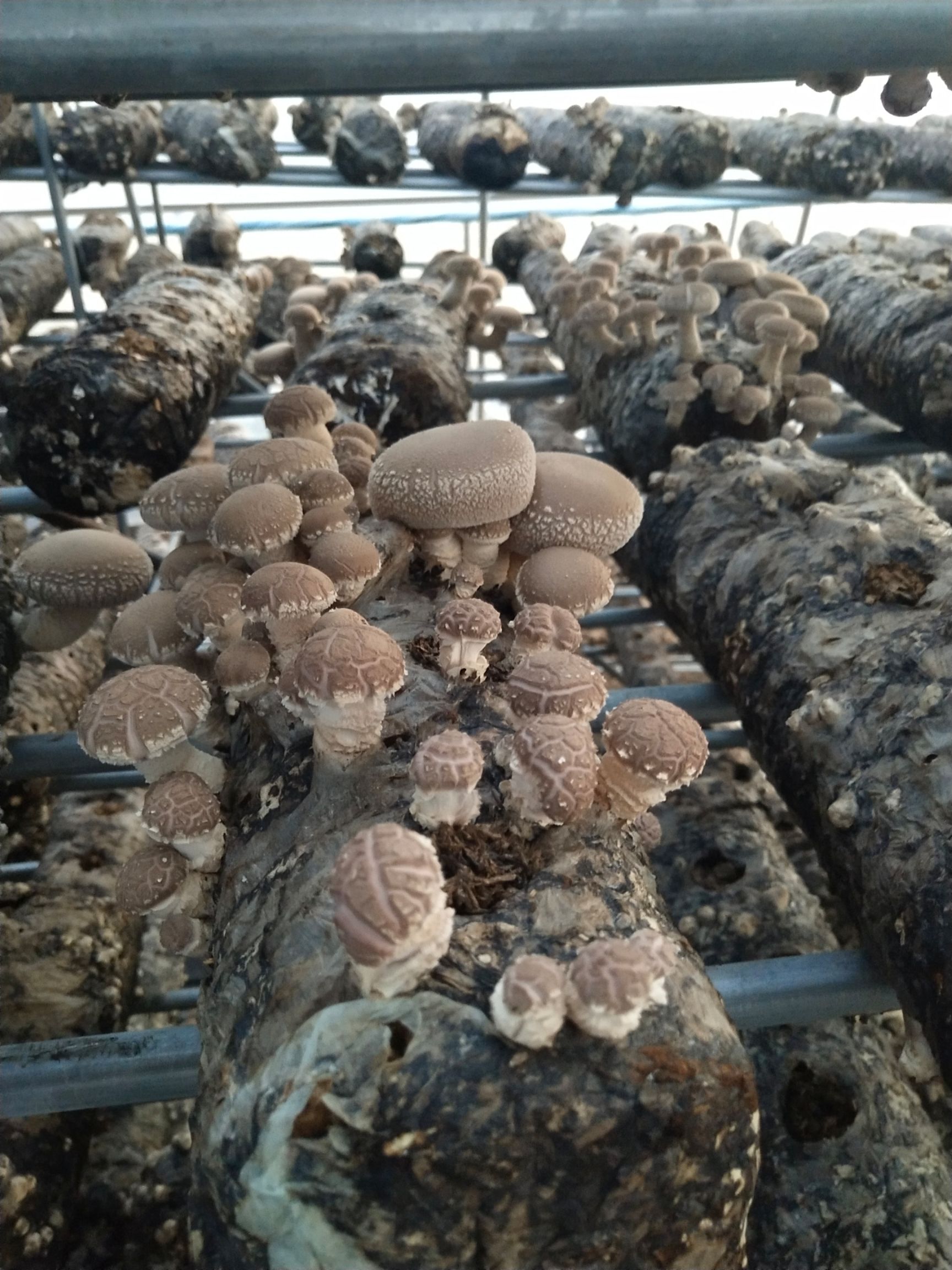 优质香菇808,规格不同,基地产品,货架时间长