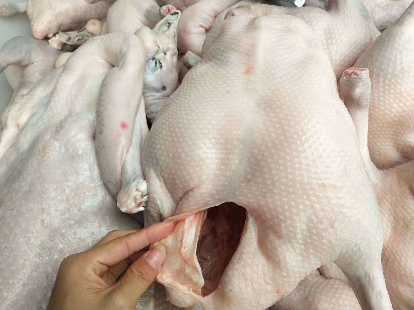鹅肉类 广东清远黑棕鹅