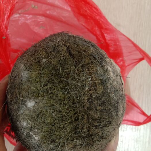 谷城县 中药6宝，都是可遇不可求，猪宝是其中之一，药用价值