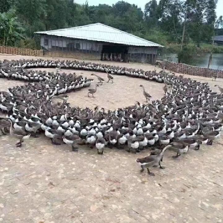 鹅肉类 广东清远黑棕鹅