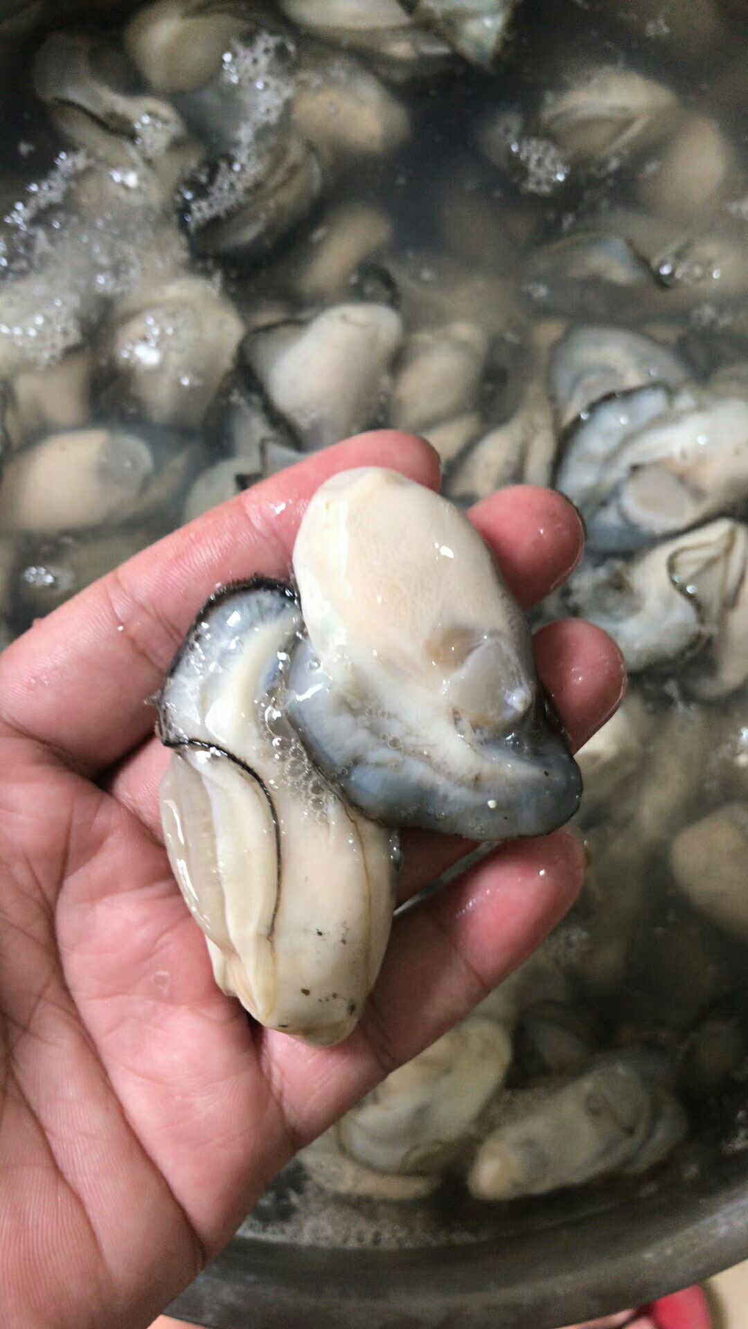  牡蛎肉汫洲生蚝肉，可根据客户需求而定重量。日产量按吨计