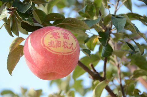 台安县寒富苹果 自家果园！有机肥料！水分充足！甜脆可口！