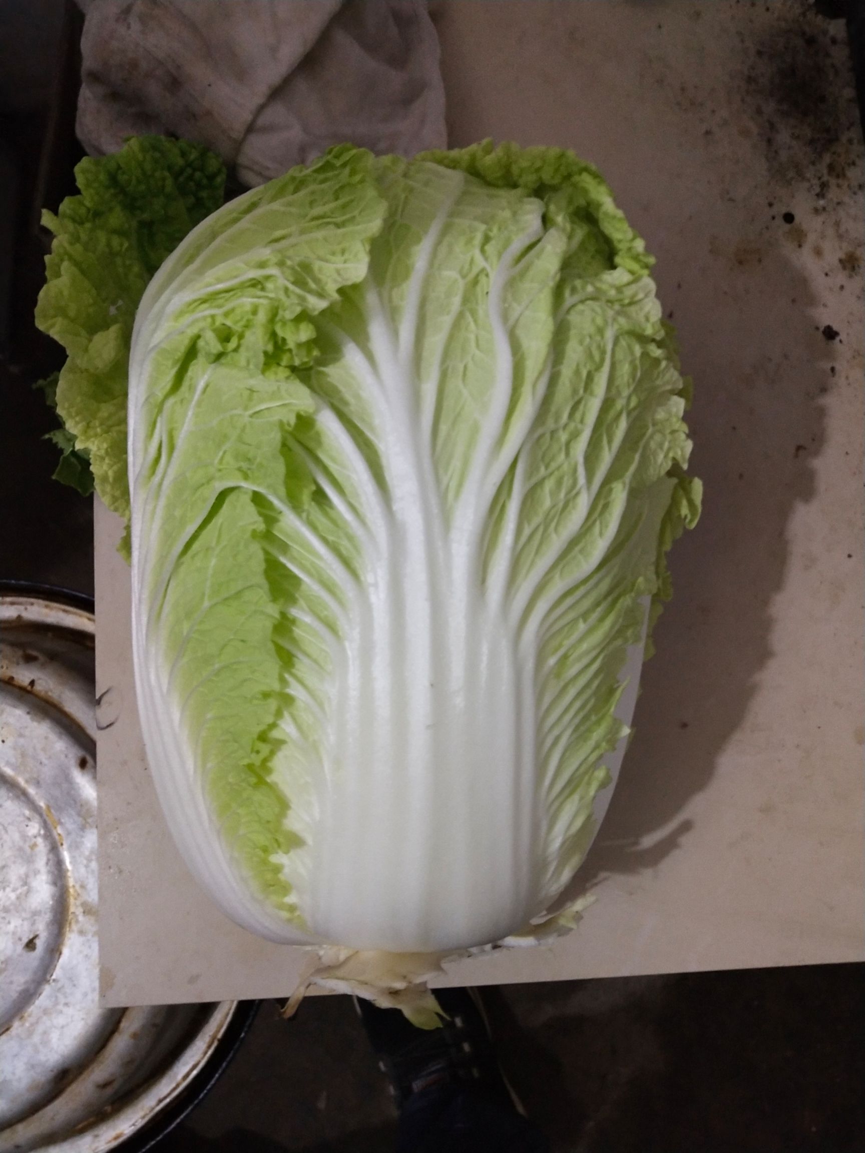 青雜三號白菜 產地直銷，量大優(yōu)先