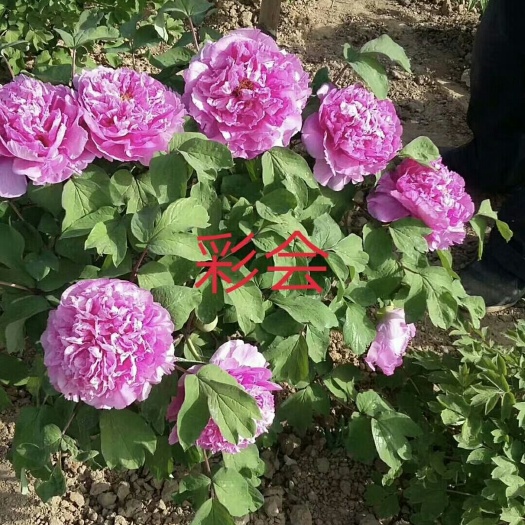 菏泽 牡丹，牡丹苗，观赏牡丹，彩绘
