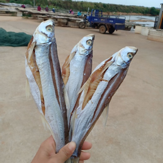 都昌县翘嘴红鲌 翘嘴白，水产干货，大刁子鱼！