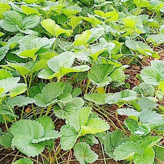 隆化县 夏季草莓苗，蒙特瑞。至全国夏季草莓种植户的一个提示请一定要