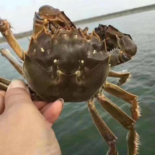 南京 固城湖精品大闸蟹