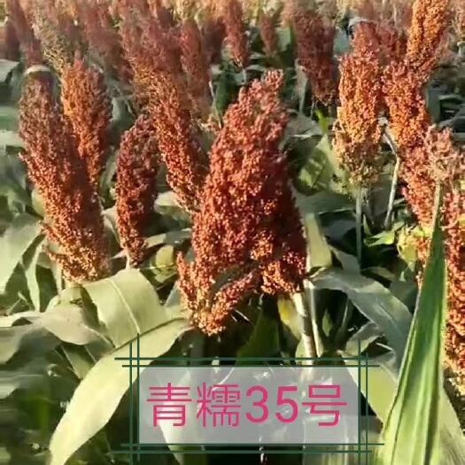 青县杂交半糯高粱品种：青糯35号