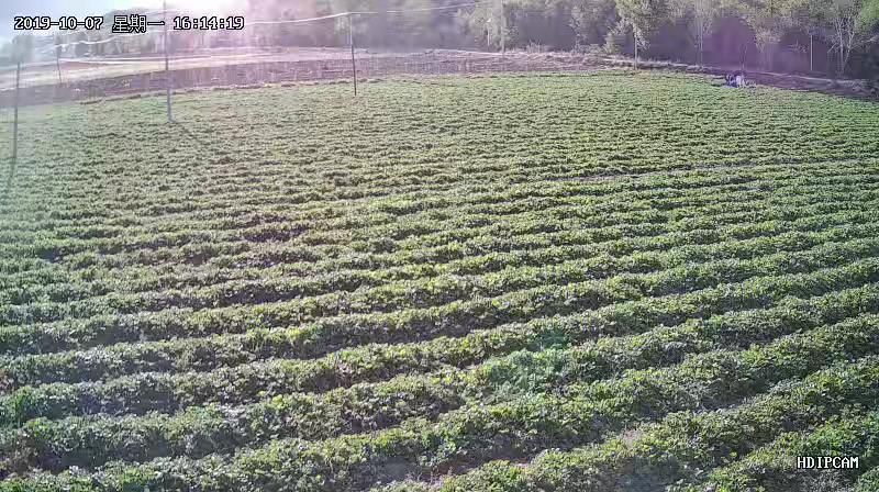  夏季草莓苗，蒙特瑞。至全国夏季草莓种植户的一个提示请一定要