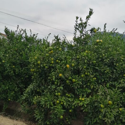 石门县石门蜜橘 湖南常德石门密橘