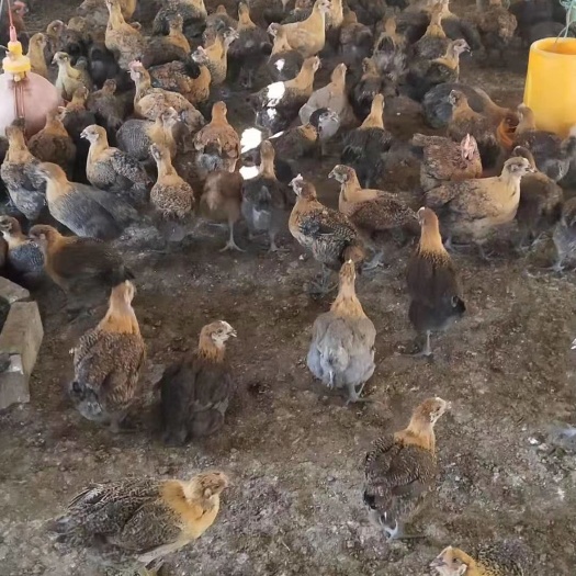 南宁铁脚麻鸡苗 铁脚麻统苗