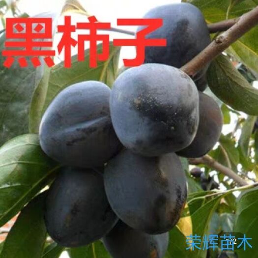 平邑县黑柿苗 黑柿子是比较少见的柿子品种高营养价值很高所含维生素和糖分交高